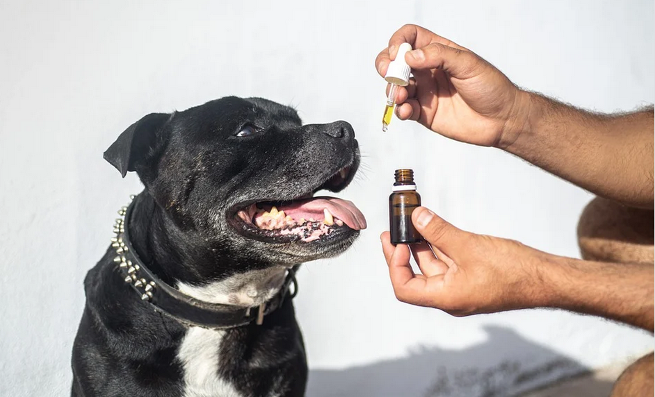 giving dog cbd